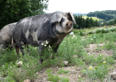 glückliches Schwein auf der Weide